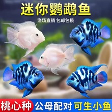迷你鹦鹉鱼观赏鱼活体淡水鱼苗好养耐活白金宝蓝鹦鹉鱼可繁殖种鱼