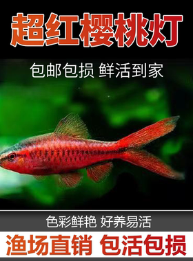 热带鱼活体红樱桃玫瑰草缸群游