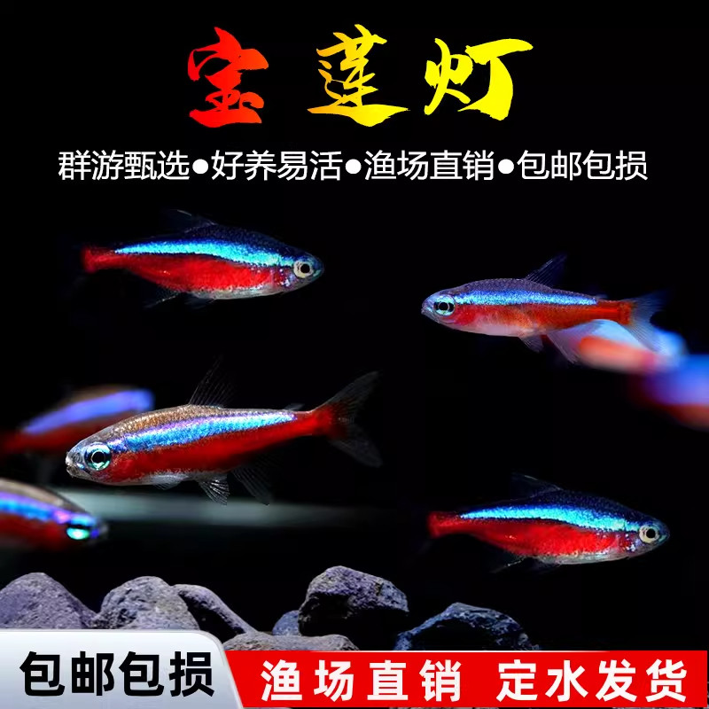 巴西宝莲灯鱼红绿灯科鱼热带淡水观赏小型水草群游斑马孔雀鱼大号