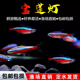 巴西宝莲灯鱼红绿灯科鱼热带淡水观赏小型水草群游斑马孔雀鱼大号