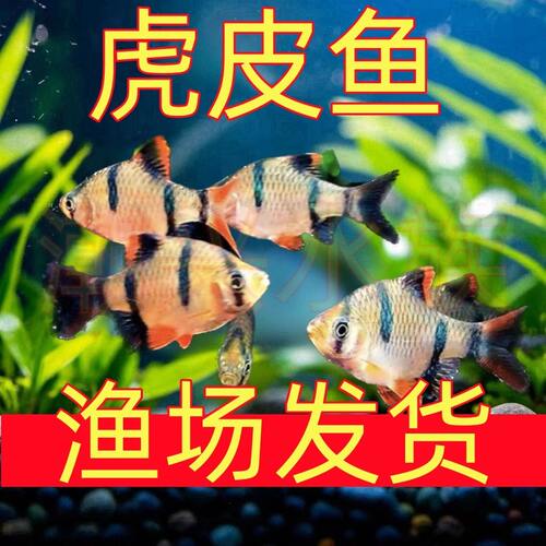 好养耐活四间虎皮鱼活体群游