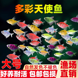 天使鱼七彩鱼柠檬青苹果红天使绿老虎大型热带金鱼观赏鱼好养耐活