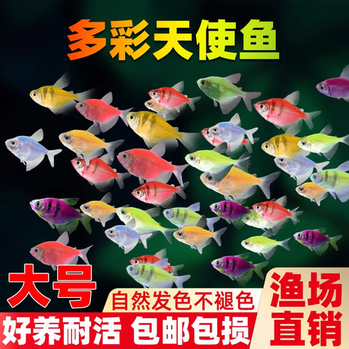 大号天使鱼活体淡水好养群游