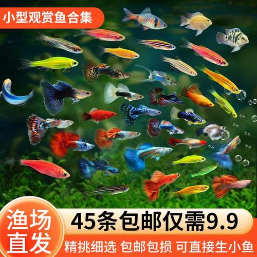 热带观赏鱼糖果斑马鱼孔雀鱼活体