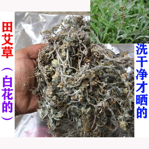 自晒白花田艾草鼠曲草