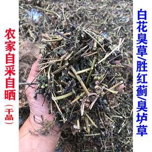 新晒干品白花臭草 农家自采自晒 胜红蓟 臭垆草 毛胜红 中草药