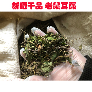 新晒干货老鼠耳藤 小叶铁包金乌金藤 乌口仔果中草药干品500g包邮