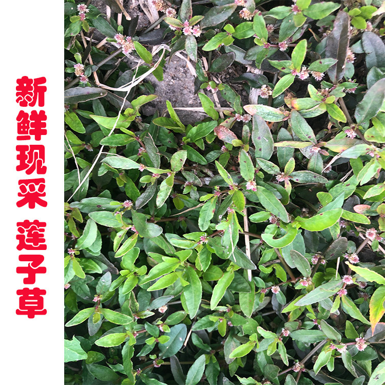 新鲜现摘中药材 莲子草 虾钳菜 白花仔 节节花草中草药