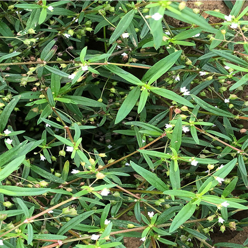 白花蛇舌草水质量怎么样 白花蛇舌草水口碑怎么样 小麦优选