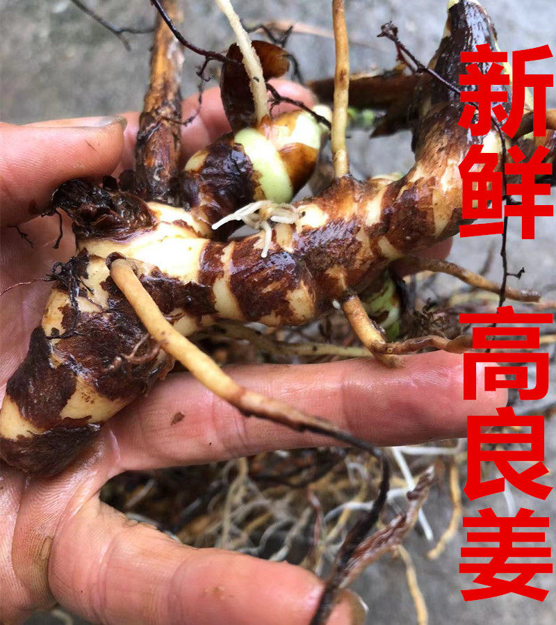 小良姜,_大山谷图库