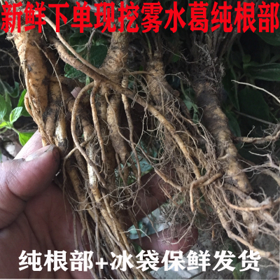 新鲜现挖雾水葛根拔脓膏地清