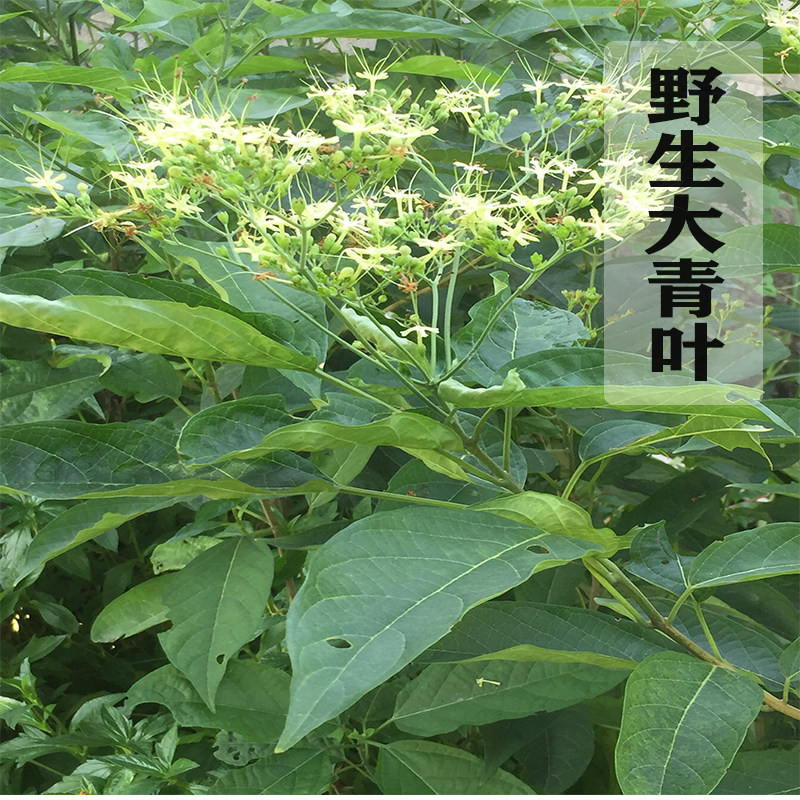现采新鲜大青叶 臭大青 路边青 臭树根枝叶 中草药500g包邮