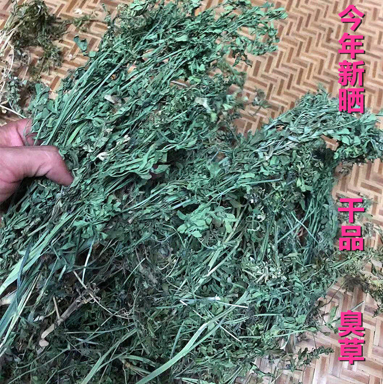 今年新晒干新鲜芸香草 臭草  臭艾草香草嫩枝叶 中草药干品荆芥七