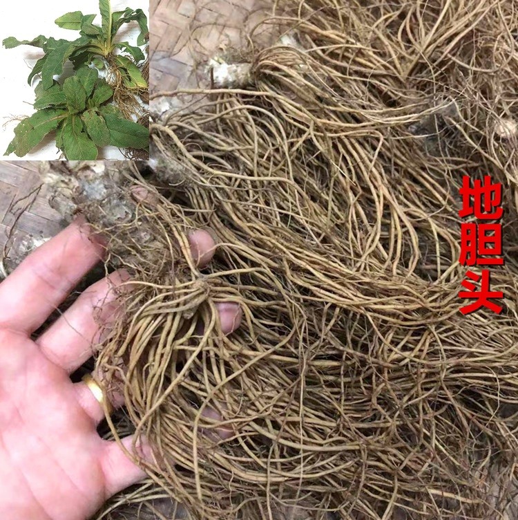 现挖现发地胆头 胆草根头 牛吃埔 羊耳草 地斩头煲煮鸭汤料纯根部