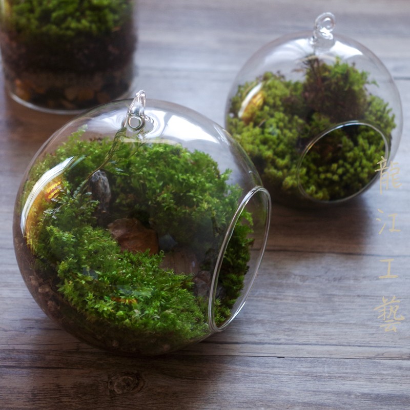 DIY玻璃球苔藓微景观花瓶花盆 植物盆栽桌面简约摆件垂吊花瓶