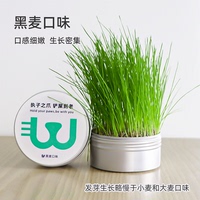 貪吃馬貓草盆栽種子水培盒貓薄荷化毛草無土貓草育苗盤貓零食成