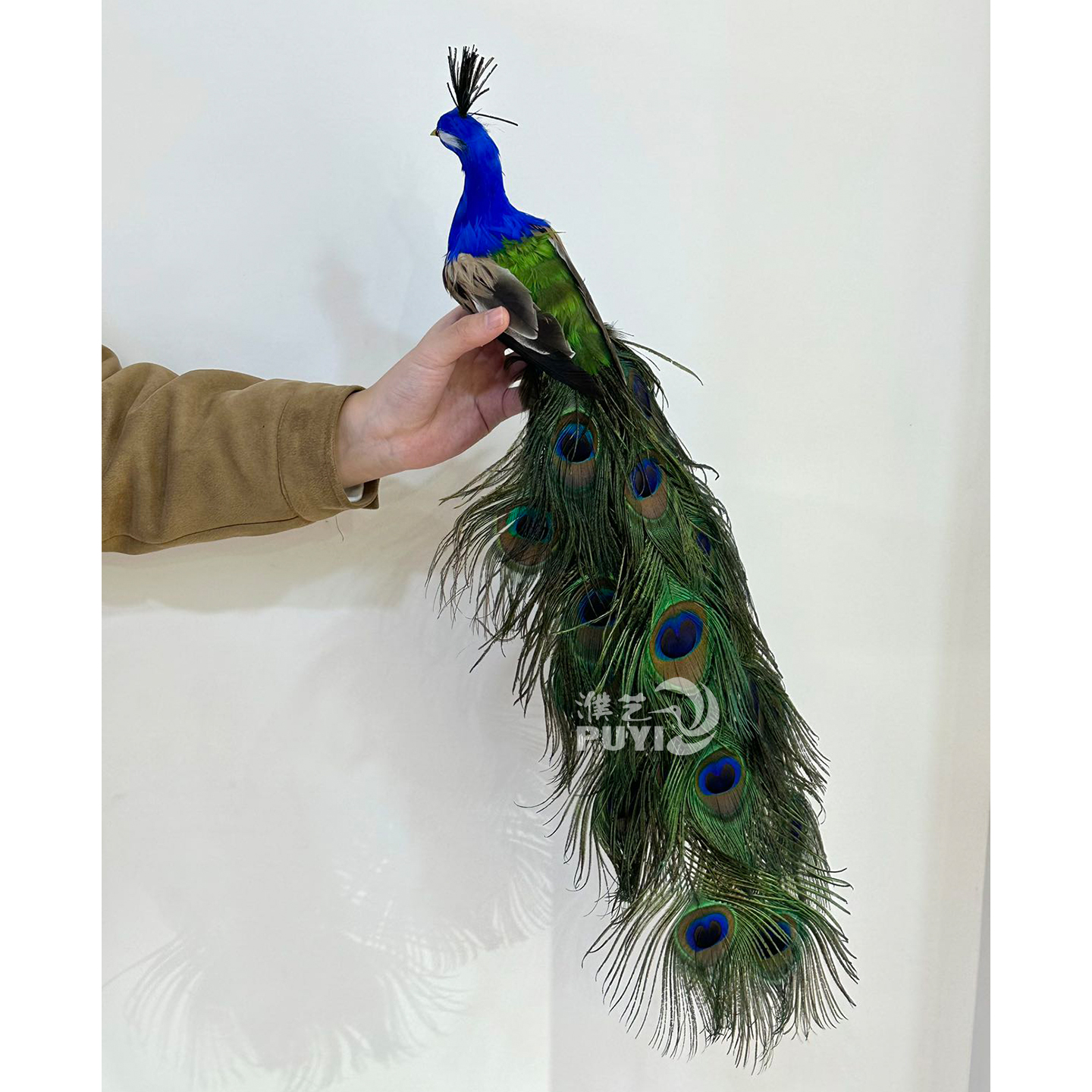 【仿真小孔雀】仿真羽毛蓝孔雀动物摆件家居装饰鸟类标本模型