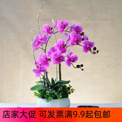 蝴蝶兰材料包如图美丽优美典雅