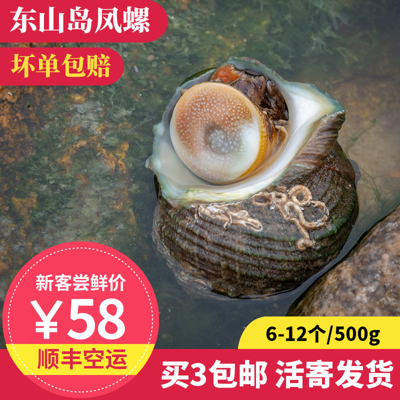 凤螺 6-12个 500g 东山岛海鲜 鲜活大海螺 香螺 响螺 椰子螺 黄螺