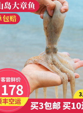 拾鲜格格大章鱼4-8斤/只