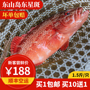 东星斑 活冻  东山岛海鲜 现捕鲜活冷冻石斑鱼 深海燕尾斑