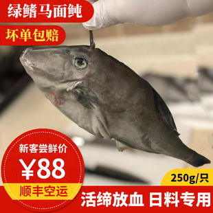 绿鳍马面鲀 东山岛海鲜 活缔放血鲜寄 Omakase刺身鱼 剥皮鱼寿司
