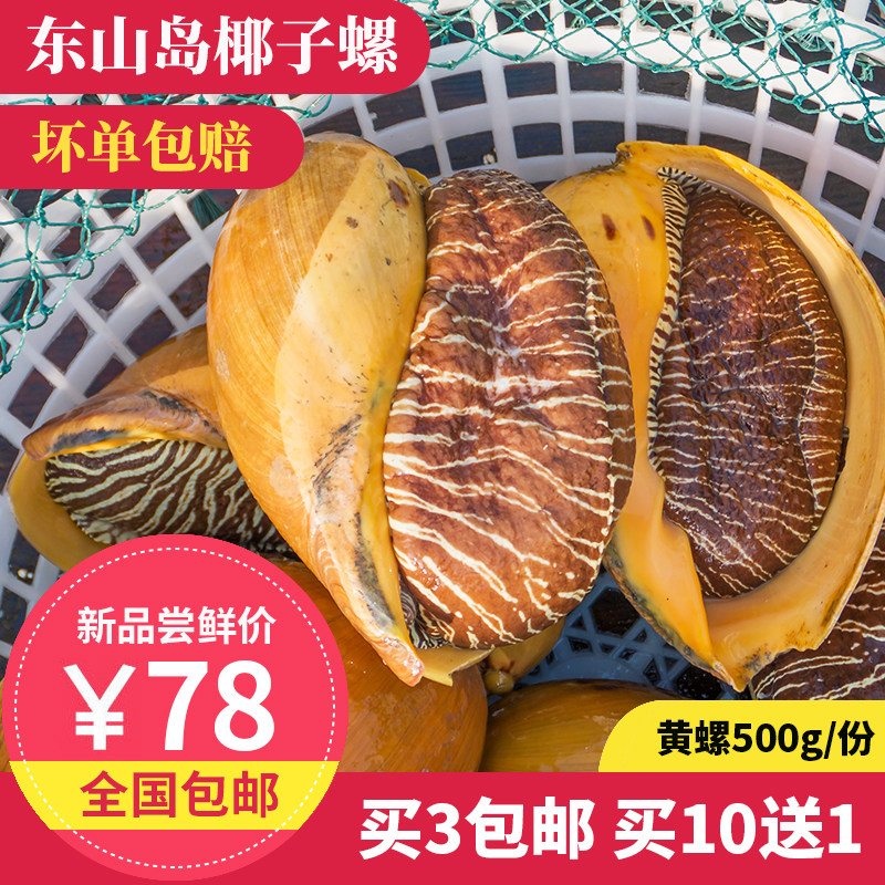 黄螺 500g 东山岛野生海鲜 野生大黄螺 海捕椰子螺新鲜响螺肉油螺