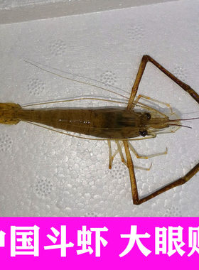 大脚沼虾斗虾冷水原生
