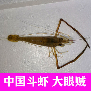 大脚虾大眼贼长臂虾河虾沼虾中国斗虾打加虾