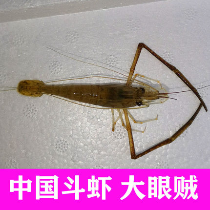 大脚虾大眼贼长臂虾河虾沼虾中国斗虾打加虾