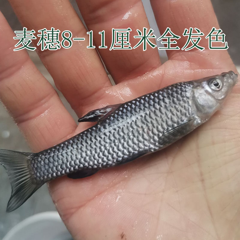 活体麦穗鱼苗饵料鱼乌龟活食金银龙活鱼鳄龟小鱼饲料鱼群游冷水鱼