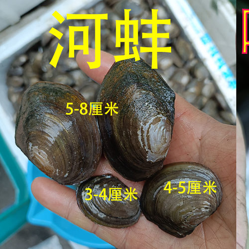 贝壳吃鱼便河蚌河蚬线蚌旁皮产卵净化水质原生缸
