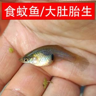 原生冷水鱼食蚊鱼大肚鱼观赏鱼胎生鱼淡水小鱼敏殖耐寒冷水鱼