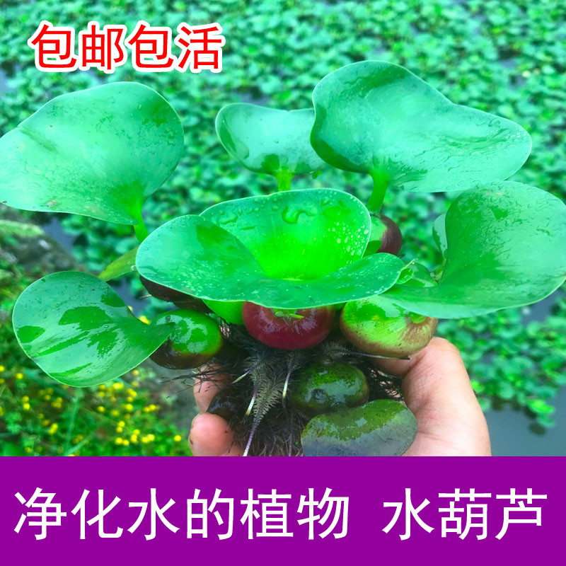 水葫芦浮萍水生植物养鱼养龟鱼缸造景净化水质鱼塘水草种子水芙蓉