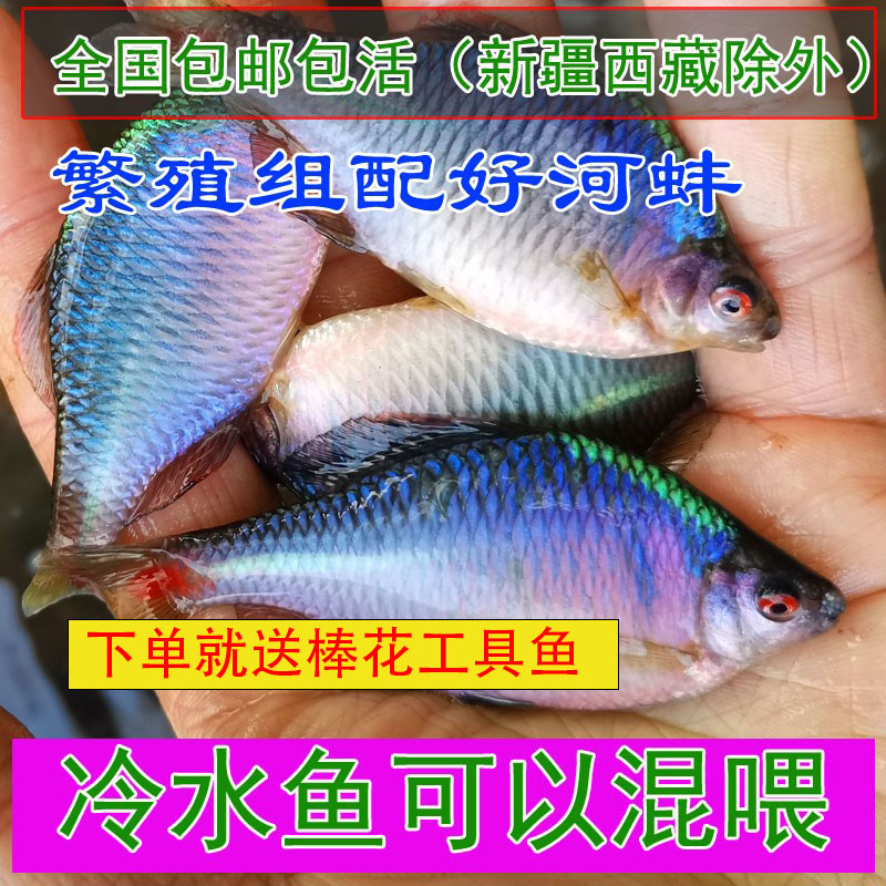 好养易活易活除藻活体冷水鱼
