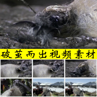 破茧而出化茧成蝶新生命蜕变新生活新的开始青春励志实拍视频素材