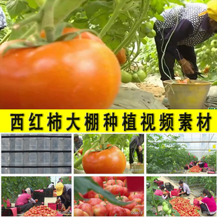 农村番茄西红柿温室大棚种植采摘丰收蔬菜种植业实拍视频素材