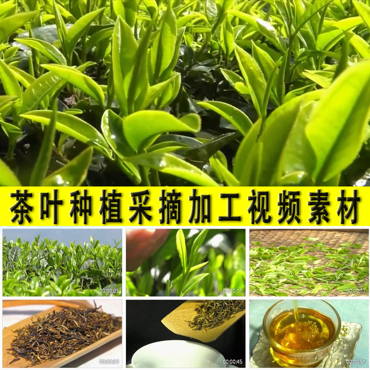 茶叶种植采摘加工农村种茶园茶采工泡茶品茶艺乡村种植业视频素材-封面