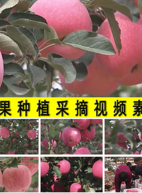 大红苹果种植丰收农业农村水果园种植业乡村旅游自助采摘视频素材