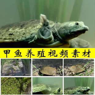甲鱼鳖鱼团鱼养殖农村水产养殖业乡村振兴扶贫脱贫攻坚视频素材