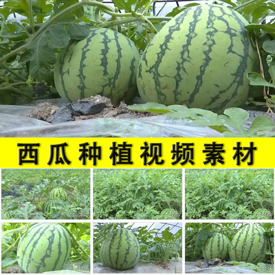 农村西瓜种植栽培视频素材瓜农种西瓜摘西瓜水果园实拍视频素材