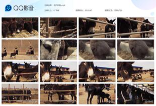 毛驴养殖喂养毛驴子农村养殖业发展驴皮驴肉阿胶原料实拍视频素材