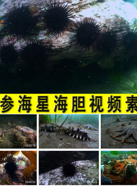海参海星海胆实拍视频大海洋海底世界生物海鲜养殖实拍视频素材