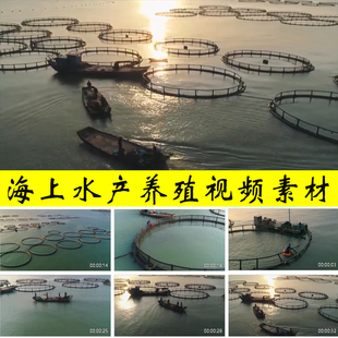 海上水产品人工养殖沿海水产海鲜鱼类海菜养殖业实拍视频素材