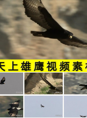 天空翱翔飞翔的雄鹰展翅鹏程万里鹰击长空老鹰猛禽大雕视频素材