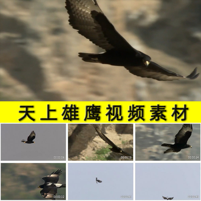 天空翱翔飞翔的雄鹰展翅鹏程万里鹰击长空老鹰猛禽大雕视频素材
