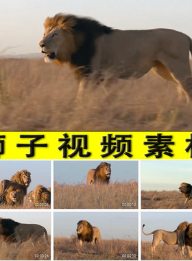 狮子狮群大自然草原雄狮猛兽狮子王实拍视频素材