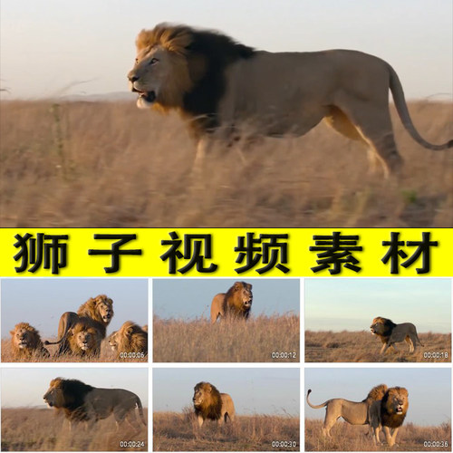 狮子狮群大自然草原雄狮猛兽狮子王实拍视频素材