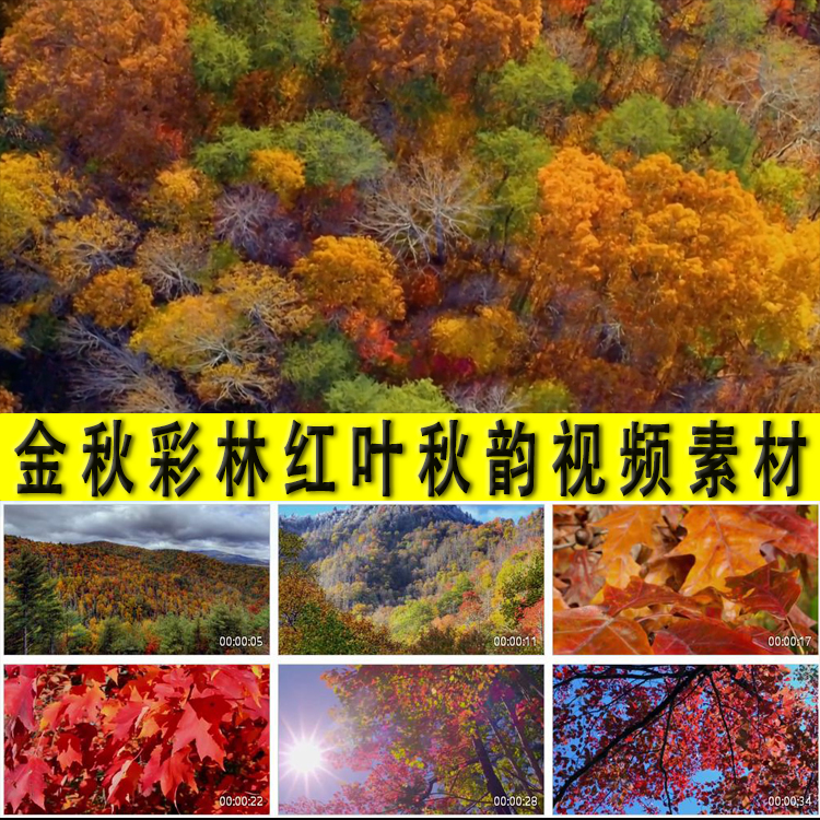 秋天秋季金秋十月彩色森树林红叶节美景秋色秋韵赏秋旅游视频素材