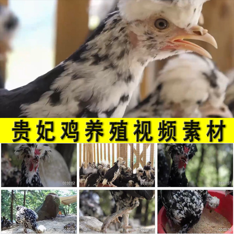 农村贵妃鸡养殖乡村振兴扶脱贫养殖业放散敞养贵妃鸡实拍视频素材 - 实物图